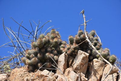 Cochemiea mazatlanensis, photographed by P Gonzalez Zamora