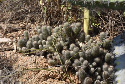 Cochemiea mazatlanensis, photographed by P Gonzalez Zamora
