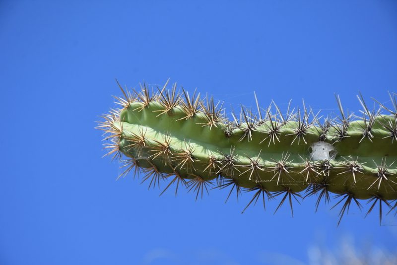 Stenocereus standleyi, photographed by P Gonzalez Zamora