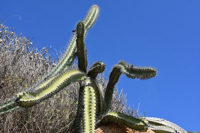 Stenocereus standleyi, photographed by P Gonzalez Zamora