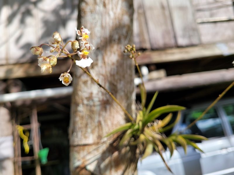 Tolumnia variegata, photographed by Wes Gapp