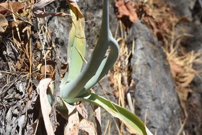 Agave attenuata, photographed by P Gonzalez Zamora