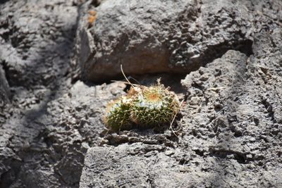 Mammillaria scrippsiana, photographed by P Gonzalez Zamora