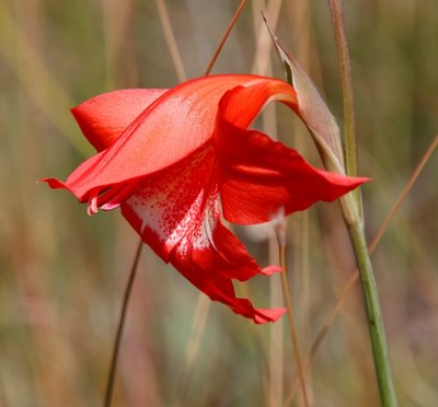 Gladiolus saundersii, photographed by Tony Rebelo