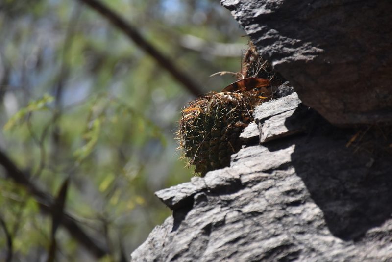 Mammillaria scrippsiana, photographed by P Gonzalez Zamora
