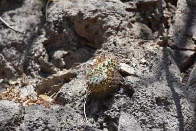 Mammillaria scrippsiana, photographed by P Gonzalez Zamora