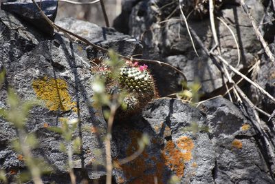 Mammillaria scrippsiana, photographed by P Gonzalez Zamora