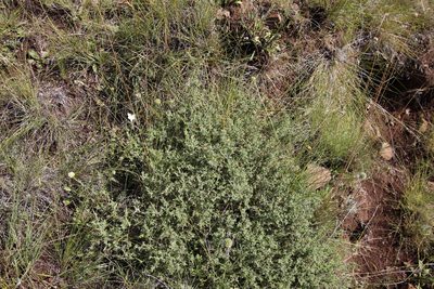 Melolobium microphyllum, photographed by Tony Rebelo