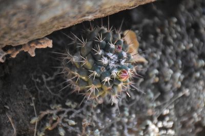Mammillaria scrippsiana, photographed by P Gonzalez Zamora