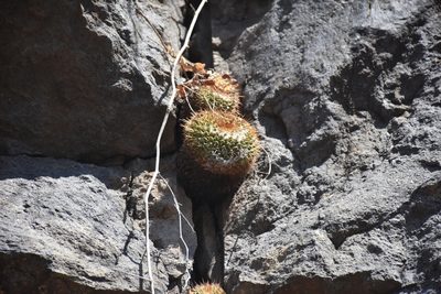 Mammillaria scrippsiana, photographed by P Gonzalez Zamora