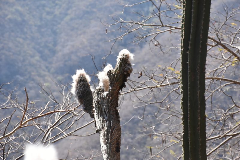 Pilosocereus alensis, photographed by P Gonzalez Zamora