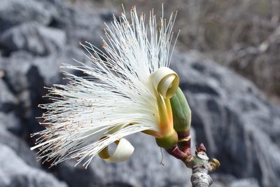 Pseudobombax ellipticum, photographed by P Gonzalez Zamora