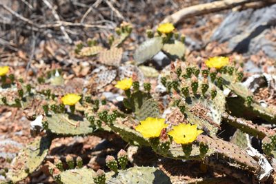 Opuntia decumbens, photographed by P Gonzalez Zamora