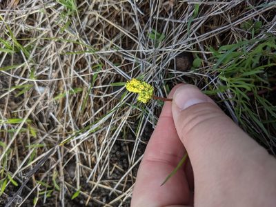 Lomatium caruifolium, photographed by Nora Bales