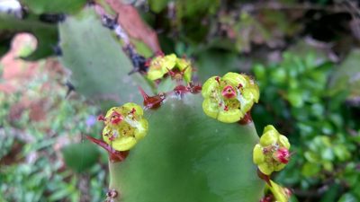 Euphorbia antiquorum, photographed by S.MORE
