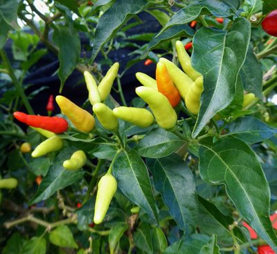 Capsicum frutescens, photographed by Peter de Lange