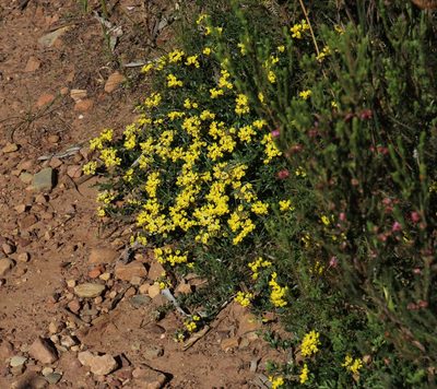 Lotononis umbellata, photographed by Tony Rebelo
