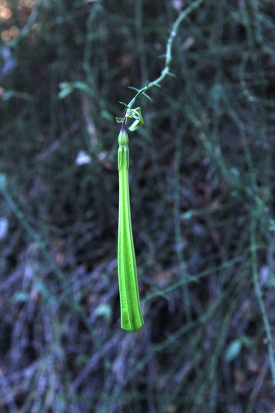 Catesbaea ekmaniana, photographed by Brian Oakes Haiti Hunter