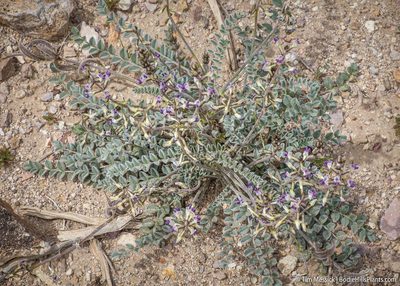 Astragalus layneae, photographed by Tim Messick