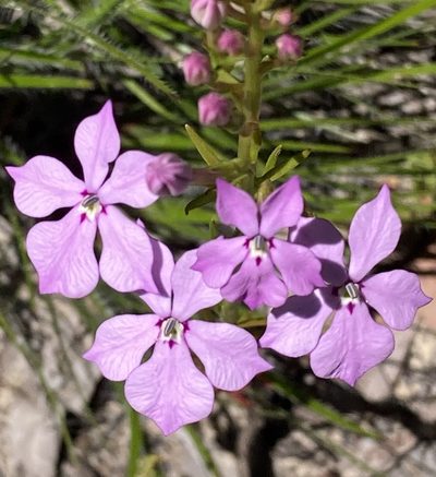 Isotoma hypocrateriformis, photographed by pimelea