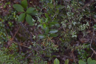 Gaultheria rupestris, photographed by Christopher Stephens