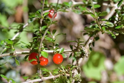 Coprosma depressa, photographed by Christopher Stephens