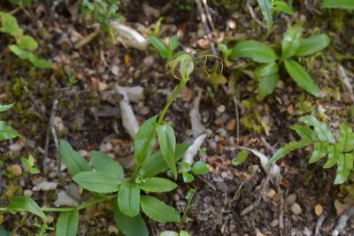 Pterostylis oliveri, photographed by Christopher Stephens