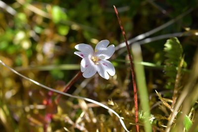 Epilobium chlorifolium, photographed by Christopher Stephens