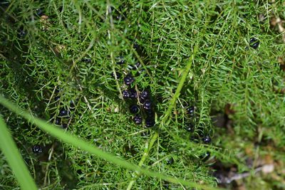 Coriaria angustissima, photographed by Christopher Stephens