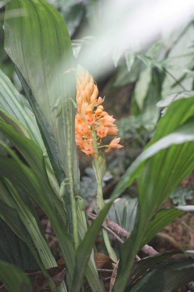 Calanthe pulchra, photographed by Scott Loarie