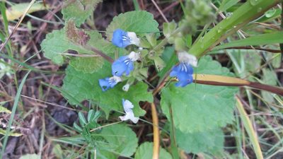Salvia procurrens, photographed by mirmeleon