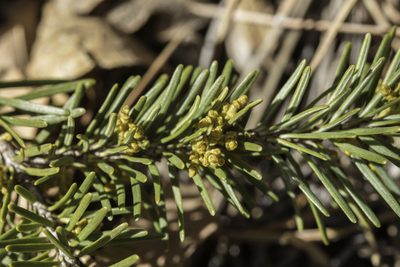 Arceuthobium douglasii, photographed by Craig Martin