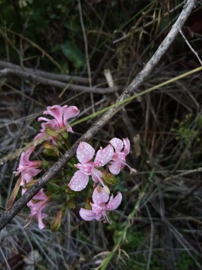 Alstroemeria revoluta, photographed by Raúl Cuevas Medina