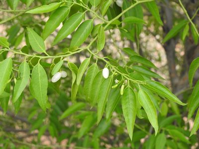 Vallesia glabra, photographed by Naturalist Tours