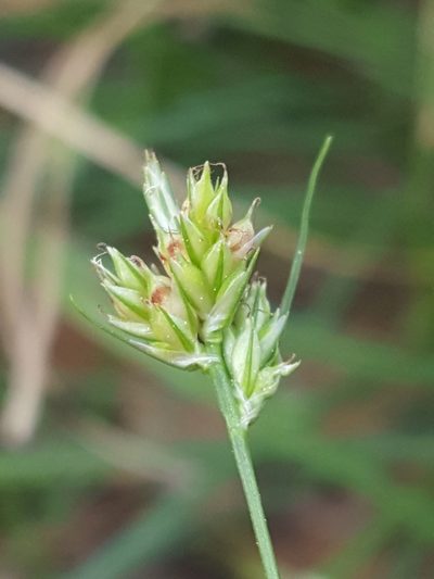 Carex floridana, photographed by Alex Abair