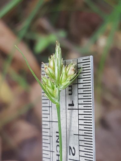 Carex floridana, photographed by Alex Abair