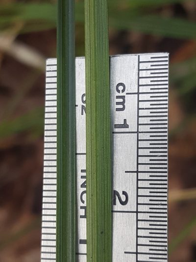 Carex floridana, photographed by Alex Abair