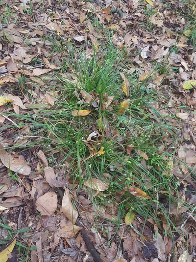 Carex floridana, photographed by Alex Abair