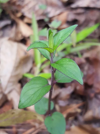 Pycnanthemum floridanum, photographed by Alex Abair