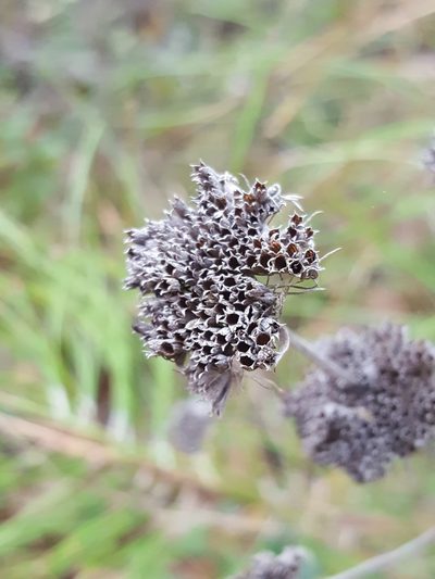 Pycnanthemum floridanum, photographed by Alex Abair
