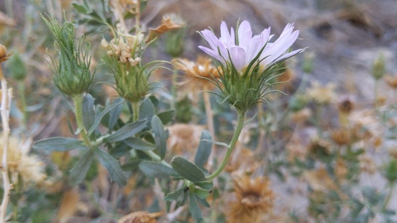 Xylorhiza cognata, photographed by Alan Rockefeller