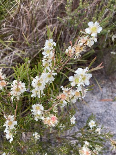 Homalospermum firmum, photographed by pimelea