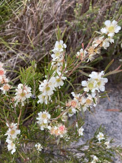 Homalospermum firmum, photographed by pimelea