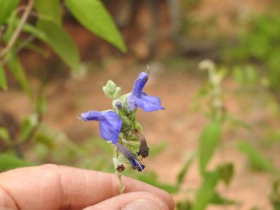 Salvia retinervia, photographed by Naturalist Tours