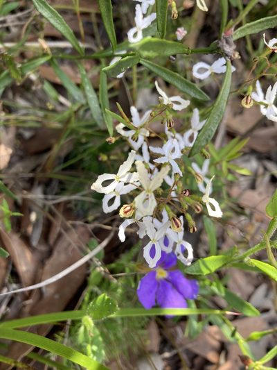 Stylidium spinulosum, photographed by pimelea