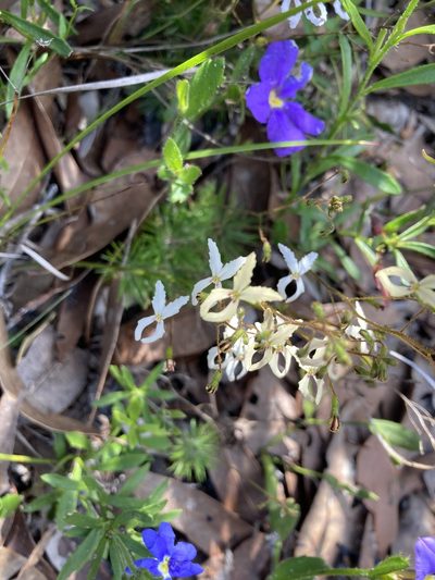 Stylidium spinulosum, photographed by pimelea