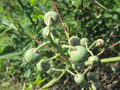 Manihot aesculifolia, photographed by Alexis López Hernández
