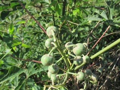 Manihot aesculifolia, photographed by Alexis López Hernández
