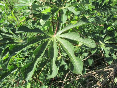 Manihot aesculifolia, photographed by Alexis López Hernández