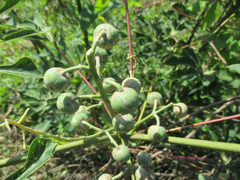 Manihot aesculifolia, photographed by Alexis López Hernández
